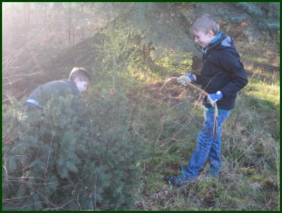 Jungs fällen Tannenbäume für die Reithalle